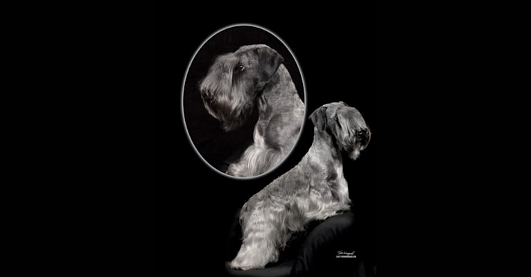 April, a Cesky Terrier tested with EmbarkVet.com