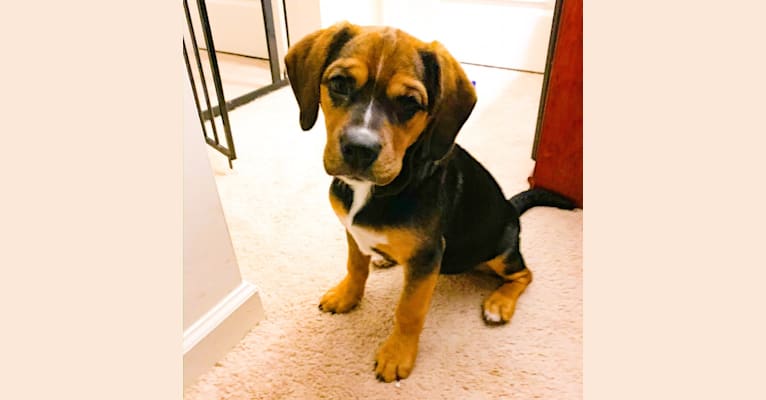 Zoey, a Beagle and Boxer mix tested with EmbarkVet.com