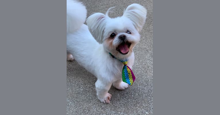 Mickey, a Pekingese and Japanese Chin mix tested with EmbarkVet.com