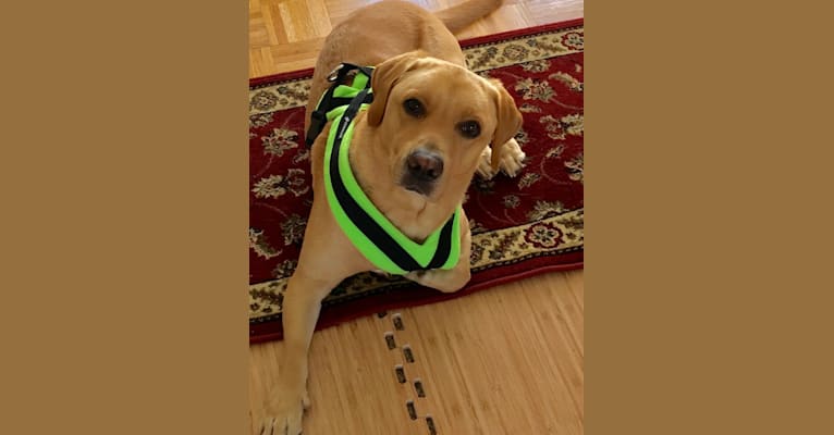 Arthur, a Labrador Retriever tested with EmbarkVet.com