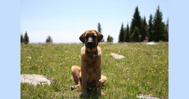 Orzo, a Rottweiler and Anatolian Shepherd Dog mix tested with EmbarkVet.com