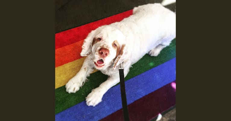 Neil, a Clumber Spaniel tested with EmbarkVet.com