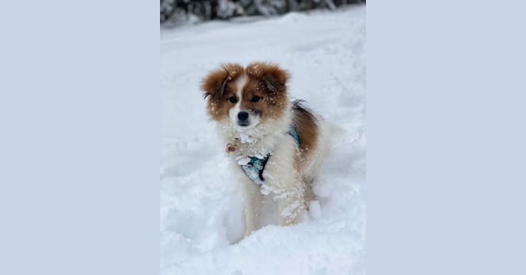 Pippin, a Pomeranian and Dachshund mix tested with EmbarkVet.com