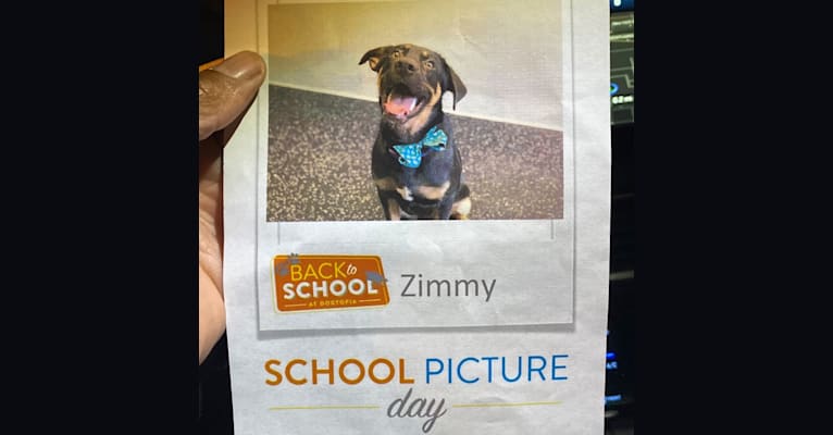Zimmy, a German Shepherd Dog and Dalmatian mix tested with EmbarkVet.com