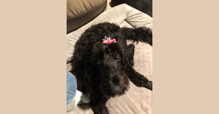 Photo of Juno, a Poodle (Standard), English Cocker Spaniel, and Poodle (Small) mix in Carlisle, PA, USA