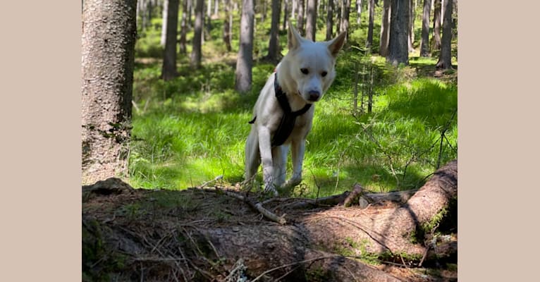 Photo of Calaf Storytelling, a Canaan Dog  in Lysá nad Labem, Česko