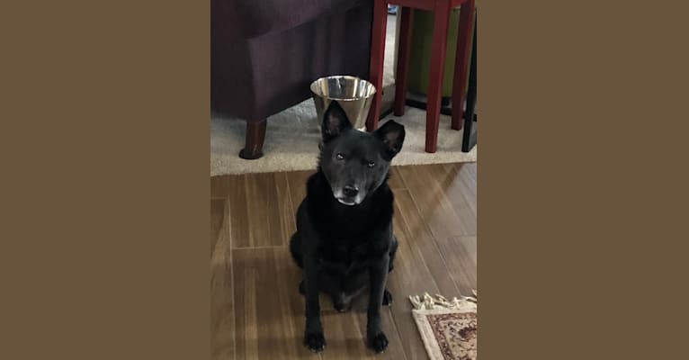 Bear Lincoln, a Formosan Mountain Dog and Shiba Inu mix tested with EmbarkVet.com