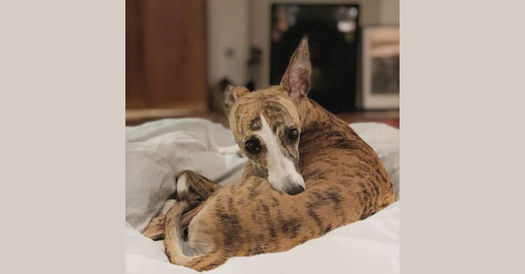Mable, a Whippet tested with EmbarkVet.com