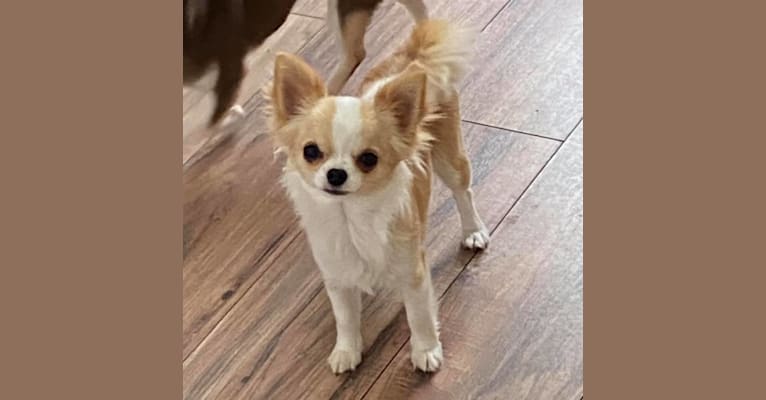 Photo of Gem, a Chihuahua 