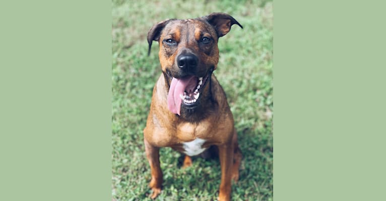Kona, a Staffordshire Terrier and German Shepherd Dog mix tested with EmbarkVet.com