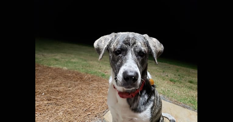 Photo of Oliver, a Great Pyrenees and American Pit Bull Terrier mix in Fayetteville, GA, USA