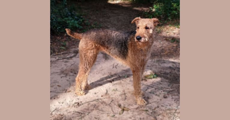 Photo of Paisley, an Airedale Terrier  in Alabama, USA