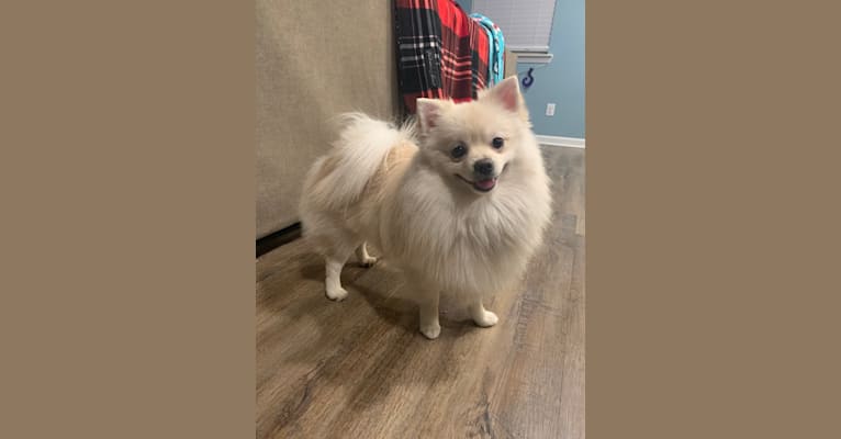 Koda, a Pomeranian tested with EmbarkVet.com
