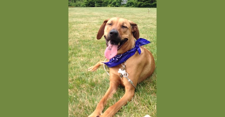 Sawyer, a Labrador Retriever and Bloodhound mix tested with EmbarkVet.com