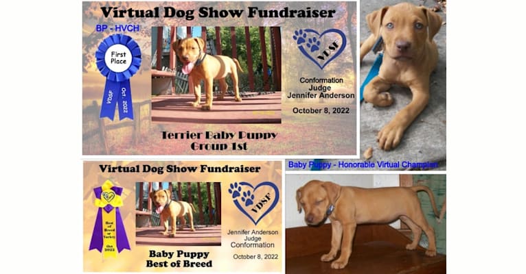 Embark Dog DNA Test - Breed