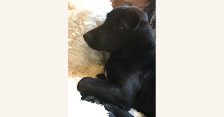 Mabel, a Labrador Retriever and Beagle mix tested with EmbarkVet.com