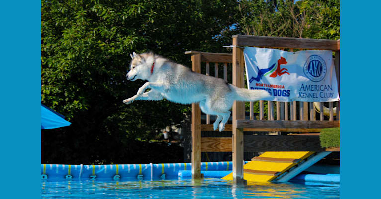 Noxus, a Siberian Husky tested with EmbarkVet.com