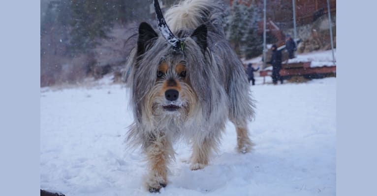Nymeria, a Siberian Husky and Rottweiler mix tested with EmbarkVet.com