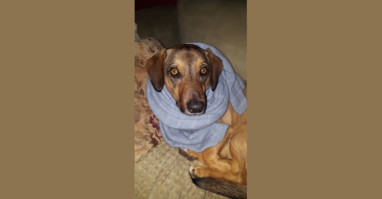 Fred, a Beagle and German Shepherd Dog mix tested with EmbarkVet.com