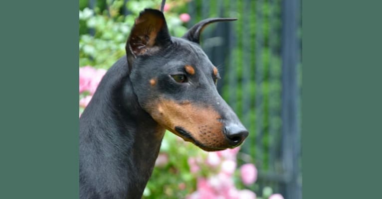 Photo of Brinkley, a Manchester Terrier (Standard)  in USA