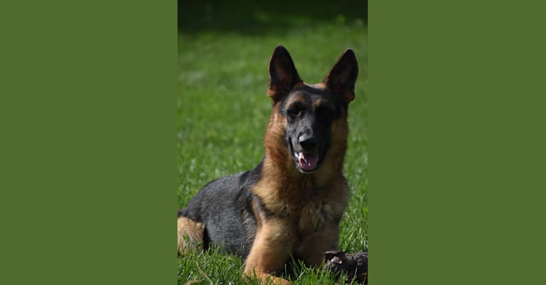 Photo of Bling, a German Shepherd Dog 