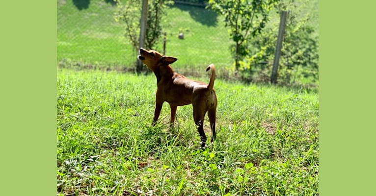 Photo of Phoebe, an European Village Dog and Miniature Pinscher mix in Abruzzo, Italia