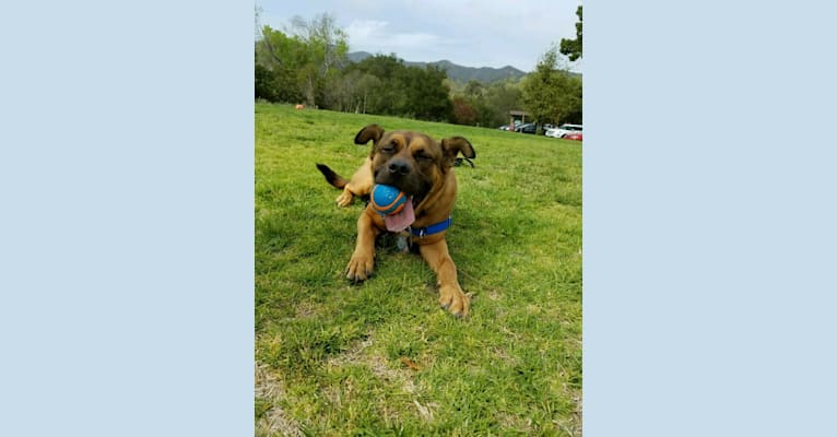 Jax, an American Pit Bull Terrier and Chow Chow mix tested with EmbarkVet.com