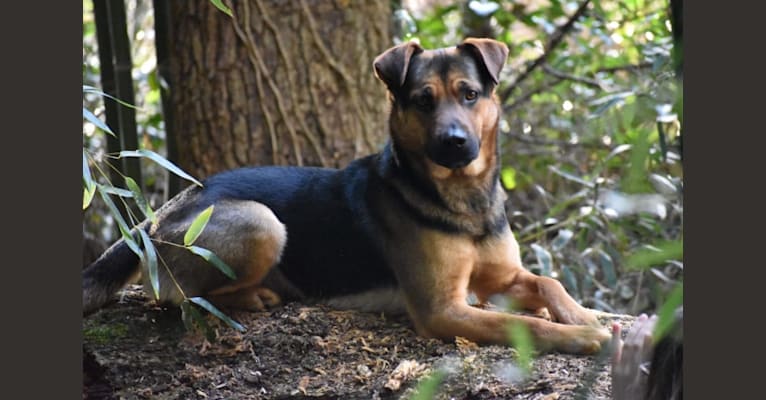 Photo of Kaydo, a German Shepherd Dog, Labrador Retriever, Belgian Malinois, Golden Retriever, and Mixed mix in Cherokee Village, AR, USA
