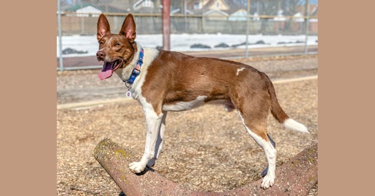 Photo of Gemini, a Border Collie, Australian Shepherd, and German Shepherd Dog mix in Chicago, IL, USA