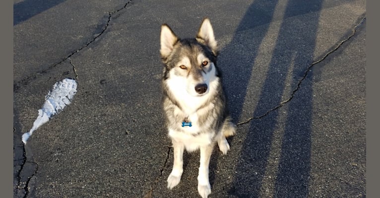 Duke, a Siberian Husky (10.2% unresolved) tested with EmbarkVet.com