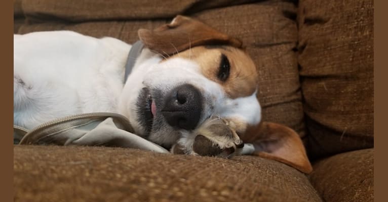 Monroe, a Beagle and Rat Terrier mix tested with EmbarkVet.com