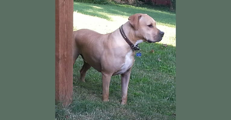 Creedence, an American Pit Bull Terrier and American Staffordshire Terrier mix tested with EmbarkVet.com