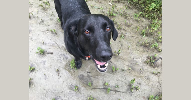 Pablo, a Labrador Retriever and Basset Hound mix tested with EmbarkVet.com