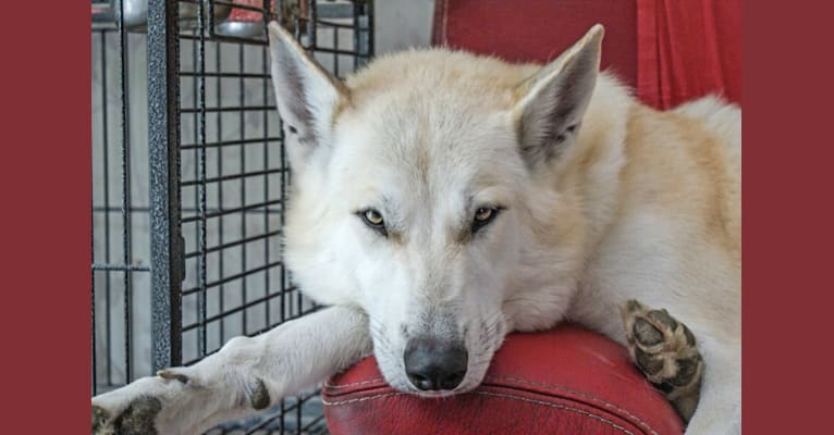 Snow Flake Wolfspirit a dog tested with EmbarkVet.com