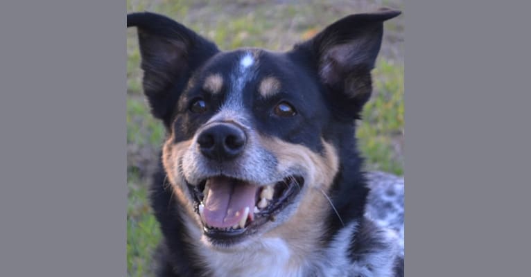 Ty, a Border Collie and Australian Cattle Dog mix tested with EmbarkVet.com
