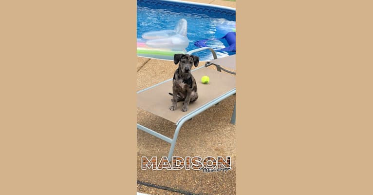 Photo of Rowdy Biscuit Nason, a Dachshund, American Pit Bull Terrier, Mountain Cur, Australian Shepherd, and Mixed mix in Wesson, Mississippi, USA