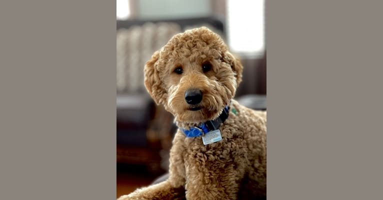 Photo of Pharaoh, a Goldendoodle 