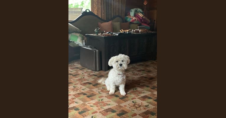 Bastien, a Havanese tested with EmbarkVet.com