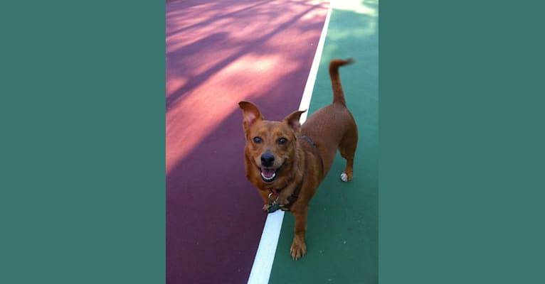 Yogi, a Dachshund and Chihuahua mix tested with EmbarkVet.com