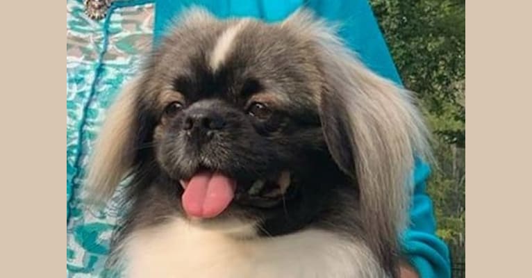 Photo of Tinley, a Tibetan Spaniel  in East Amwell Township, New Jersey, USA