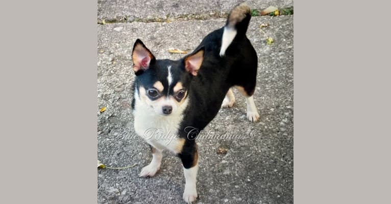 Annie, a Chihuahua tested with EmbarkVet.com