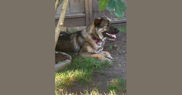 Riley, a Siberian Husky and Labrador Retriever mix tested with EmbarkVet.com