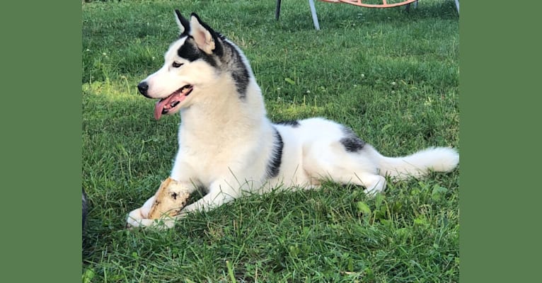 Piebald siberian husky discount