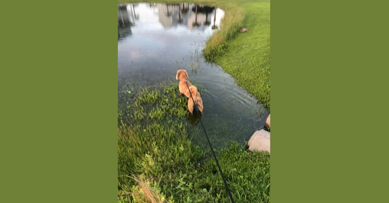Luna, a Labradoodle tested with EmbarkVet.com