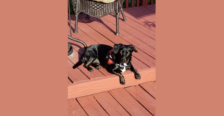 Photo of Maggie, a Labrador Retriever, Cocker Spaniel, English Springer Spaniel, and Mixed mix in Sullivan, Indiana, USA