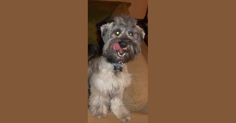 Snickers, a Miniature Schnauzer (7.5% unresolved) tested with EmbarkVet.com