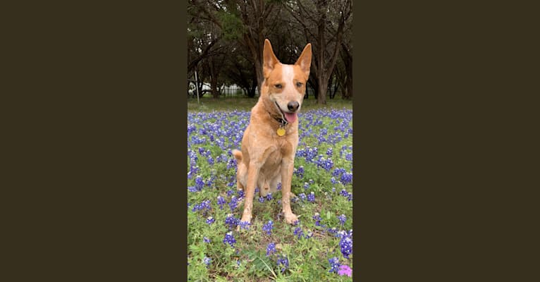 Mojo, an Australian Cattle Dog and Siberian Husky mix tested with EmbarkVet.com