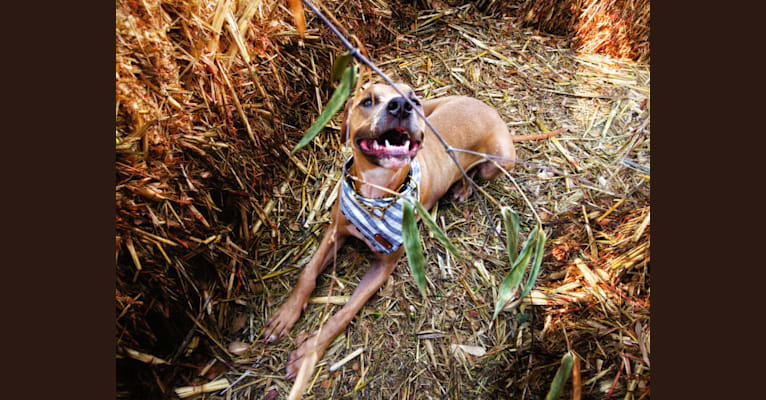 Lucian, an American Pit Bull Terrier and Rat Terrier mix tested with EmbarkVet.com