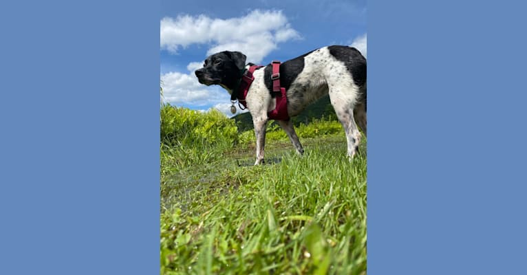 Sadie, a Brittany and Labrador Retriever mix tested with EmbarkVet.com
