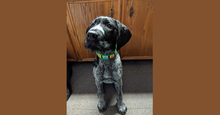 Drax, a German Wirehaired Pointer tested with EmbarkVet.com